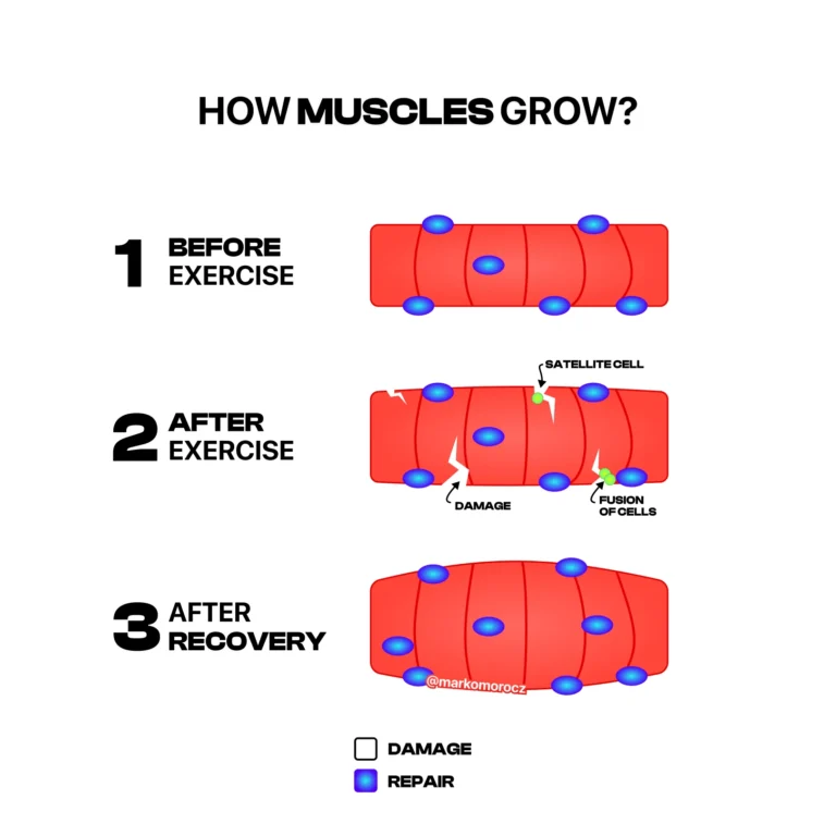 Muscle growth stages are visualized: Before exercise a healthy muscle, after exercise with micro-tears and satellite cells, recovery with muscle repair myonuclei and growth.