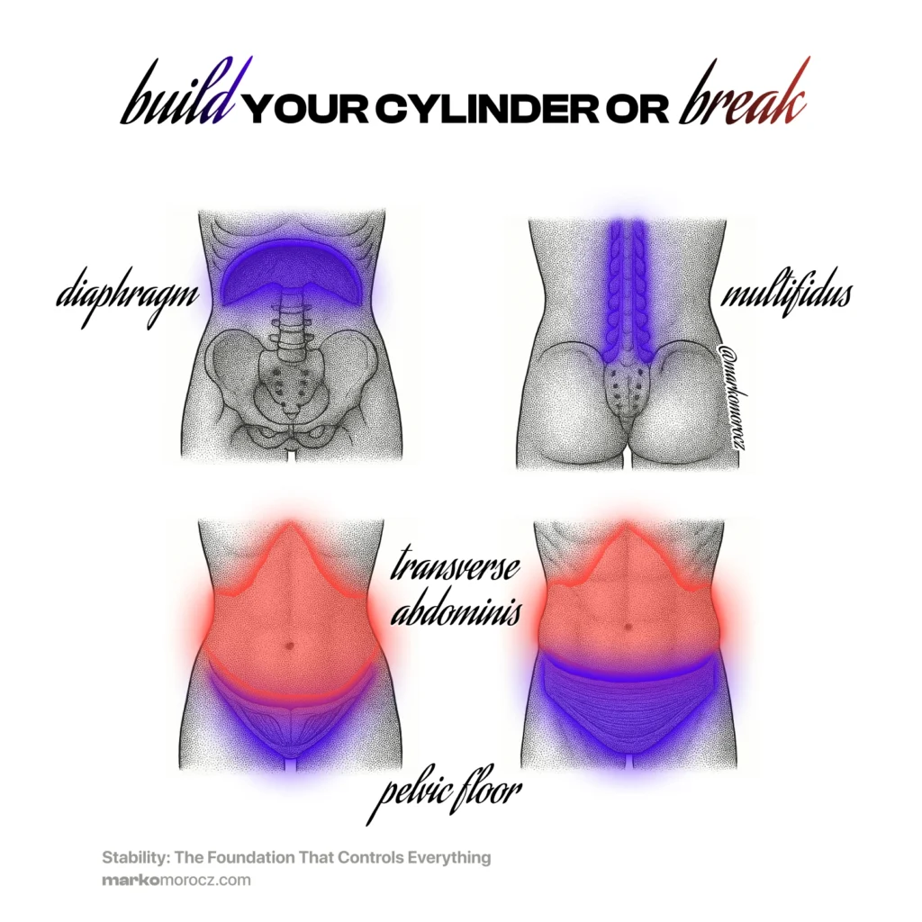Core stability cylinder anatomy showing diaphragm, pelvic floor, transverse abdominis and multifidus muscles - the four-part pressure system preventing back injury and building foundational strength for longevity
